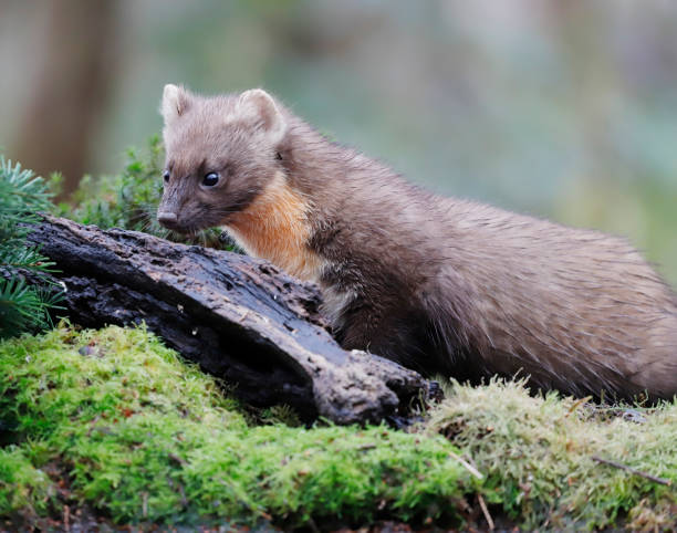 istock European pine marten (Tuesday) 1195395258