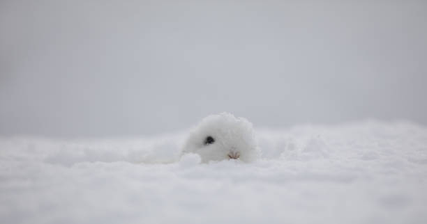 istock little white bunny in the snow 1195395363