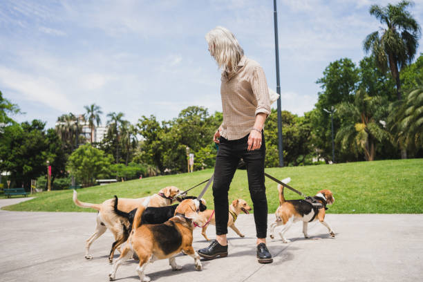 istock Pet sitter and dogs in walk 1195399165