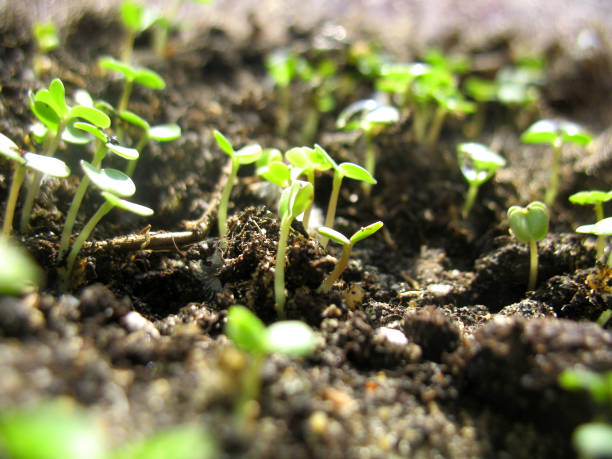 istock young sprout of spring onions 1195399506
