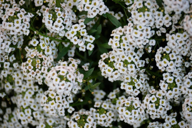 istock Little White Flowers 1195399543