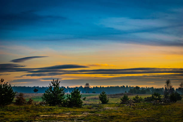istock sunset over the meadow covered with pine trees 1195399564