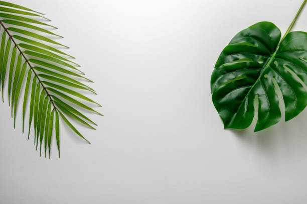 istock Creative layout made of green tropical leaves on white background. Minimal summer exotic concept. Copy space. 1195400618