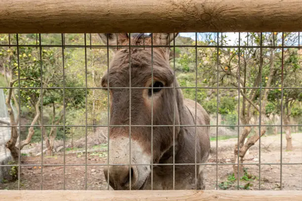 Photo of Young beautiful donkey is standing in the stall behind the fence outside.