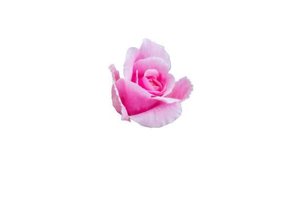Yellow,Pink,white  Rose flower on white background .