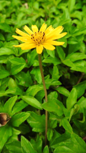 istock Flowers Yellow- Tiny Yellow Flowers 1195401190