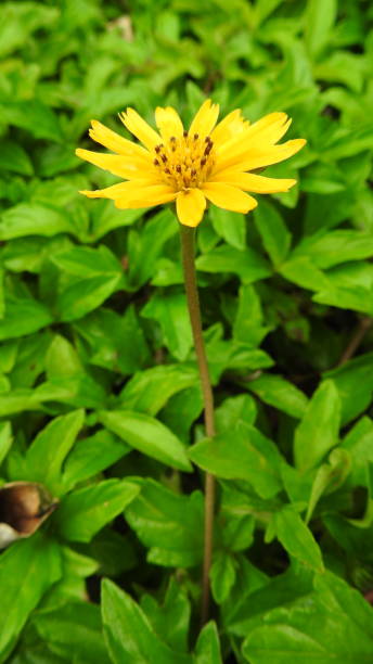 istock Flowers Yellow- Tiny Yellow Flowers 1195401217