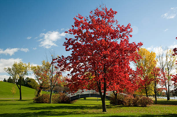 istock Panoramic urban park with bridge in the Fall 119540156