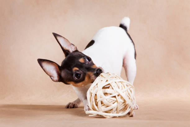 istock The American Fox of that a terrier 1195402548