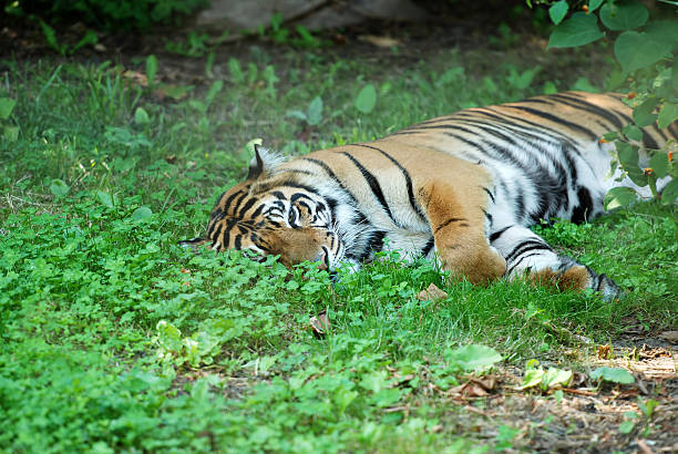 istock tiger laying in the grass 119540294