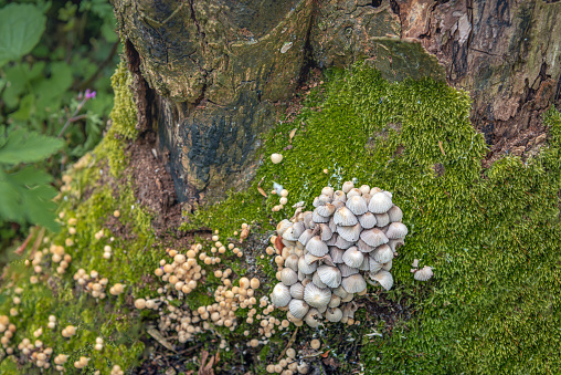 Infundibulicybe geotropa or trooping funnel mushrooms surrounded by psathyrellaceae mushrooms on a green grass.