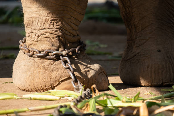 istock The ankle of an elephant with a chain 1195403567