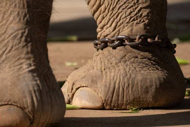 istock The ankle of an elephant with a chain 1195403868