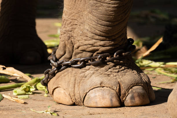 istock The ankle of an elephant with a chain 1195404132