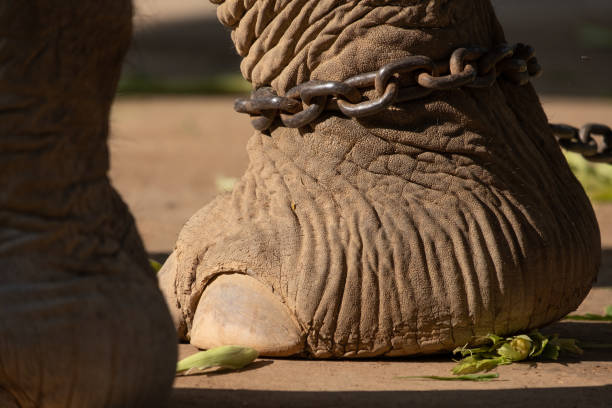istock The ankle of an elephant with a chain 1195404167