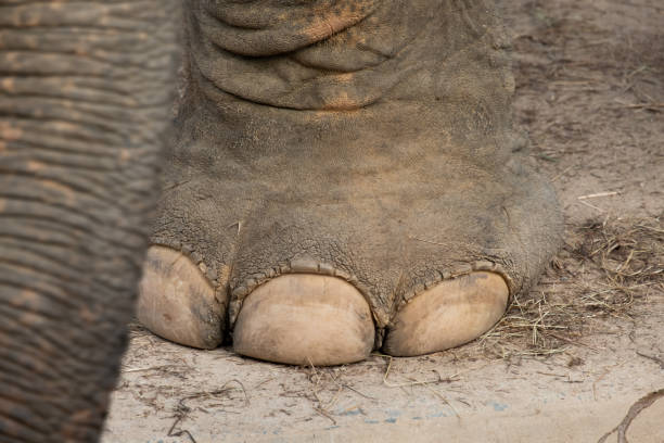 istock The ankle of an elephant 1195404199