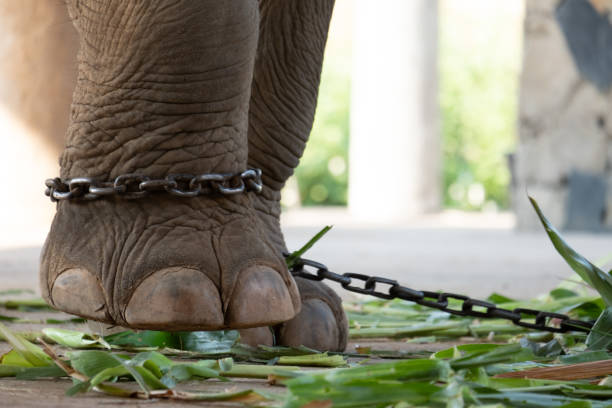 The ankle of an elephant with a chain stock photo