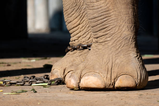 istock The ankle of an elephant with a chain 1195404318