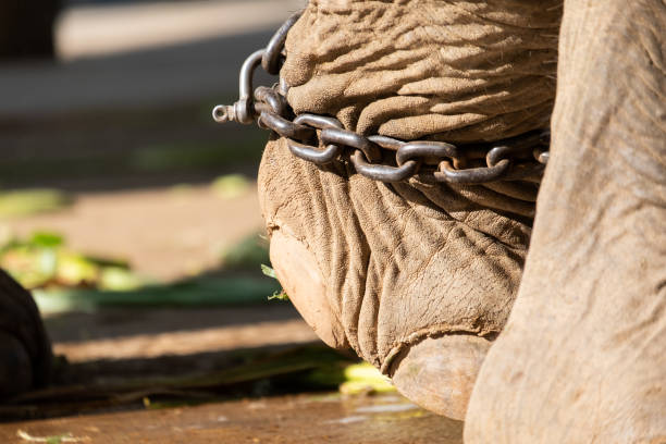 istock The ankle of an elephant with a chain 1195404325