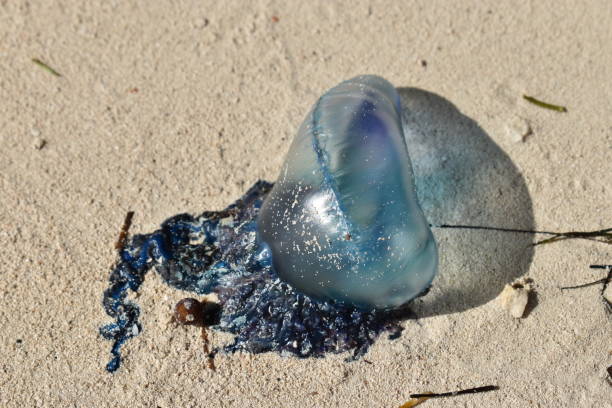 istock Portuguese man of war on beach 1195404493