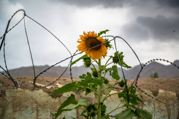 istock Sunflower with barbed wire around it 1195404571