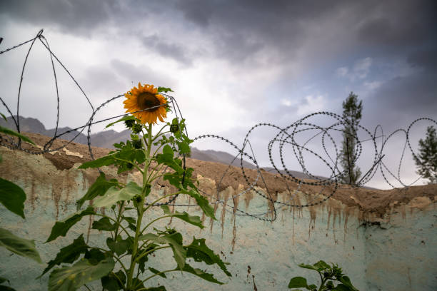istock Sunflower with barbed wire around it 1195404613