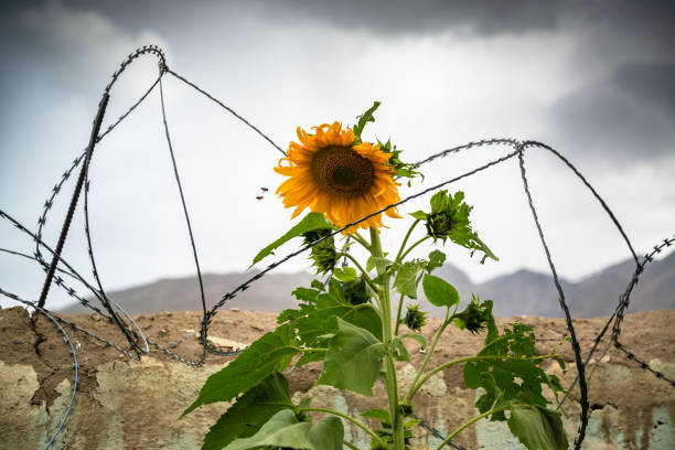 Sunflower with barbed wire around it