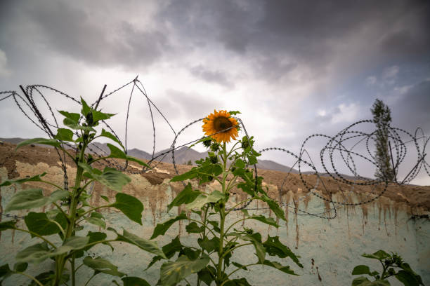 istock Sunflower with barbed wire around it 1195404632
