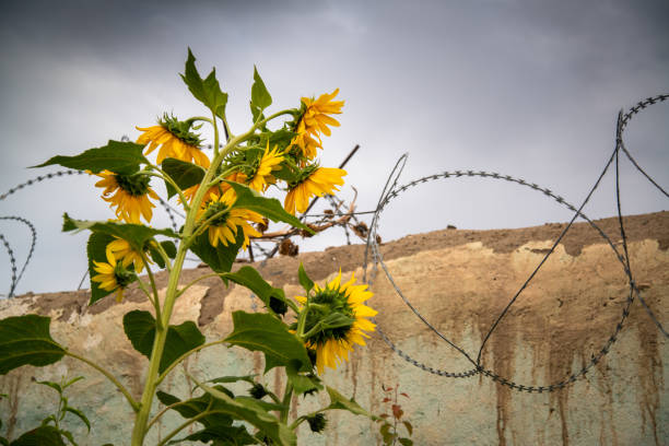 istock Sunflower with barbed wire around it 1195404635