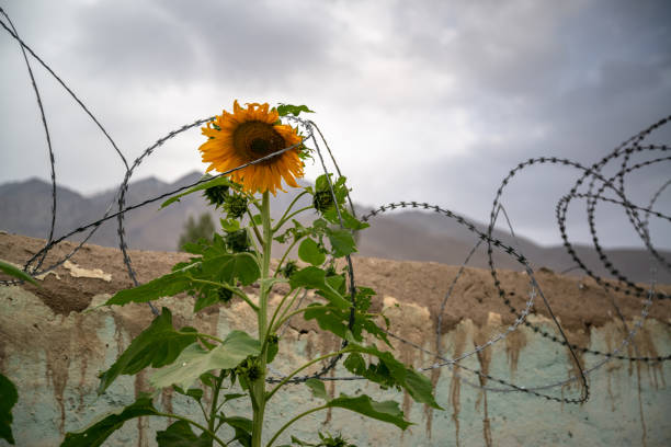 istock Sunflower with barbed wire around it 1195404646