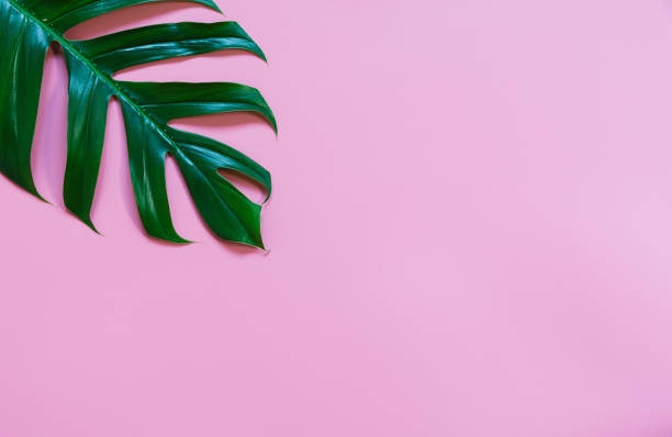 istock Green sugarcane leave isolated over pink background with copy space. 1195404653