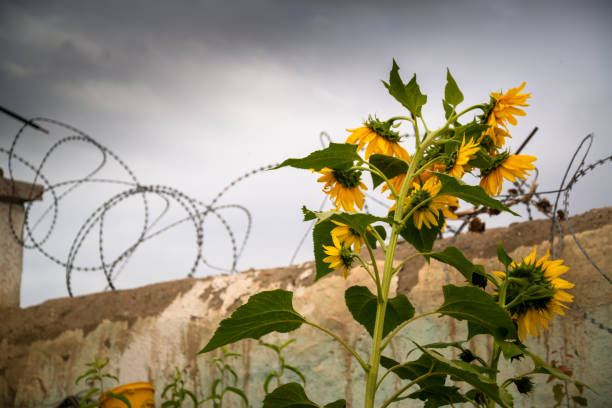 istock Sunflower with barbed wire around it 1195404654