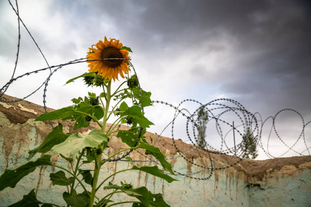 istock Sunflower with barbed wire around it 1195404655
