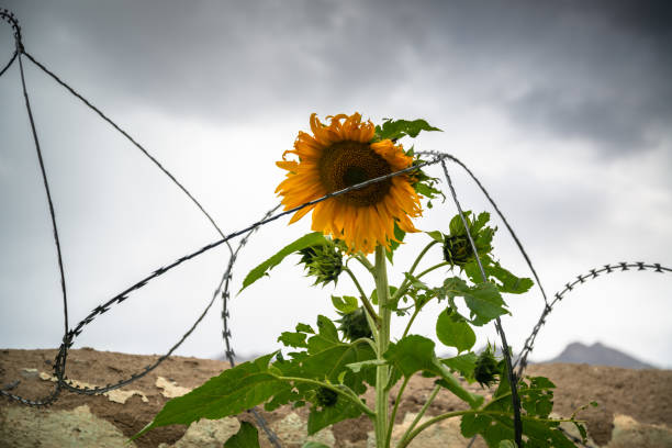 istock Sunflower with barbed wire around it 1195404656