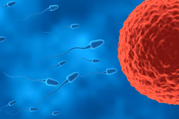 Sperm with ovum stock photo