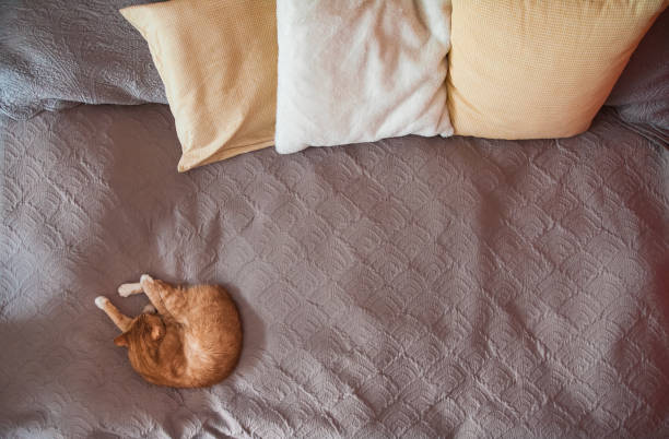 istock Red cat sleeps on a large gray sofa bed with pillows. Top view with copy space 1195406449