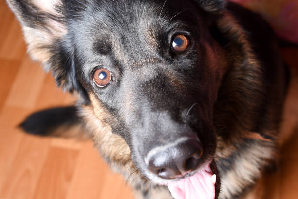istock Top view of a German shepherd at home 1195406496