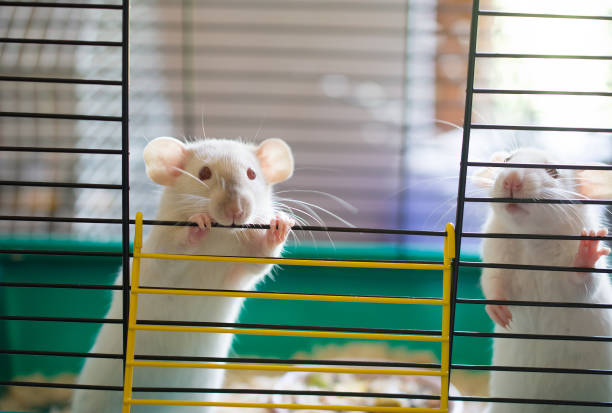 A couple of cute white laboratory rats looking out of a cage A couple of cute white laboratory rats looking out of a cage (selective focus on one of the rats and its eyes) rat cage stock pictures, royalty-free photos & images