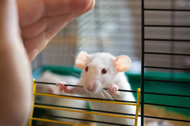 curioso pequeno rato de laboratório branco olhando para fora de uma gaiola - scientific experiment scientist research small - fotografias e filmes do acervo