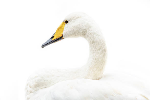 istock White swan in high-key 1195406614