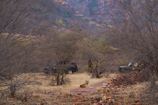 picturesque image of Male Tiger, Safari Vehicles and landscape of Ranthambore national park or tiger reserve, rajasthan, india - panthera tigris