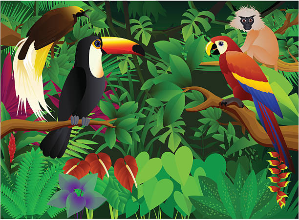 illustrazioni stock, clip art, cartoni animati e icone di tendenza di bellissimo sfondo - tropical rainforest illustrations