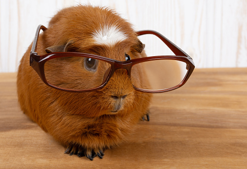 Funny guinea pig wearing glasses (on a wooden background), copy space on the right for your text