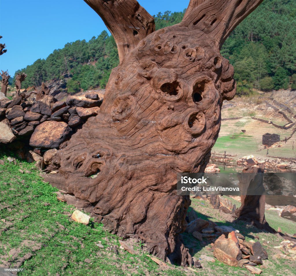 Anthropomorphic and huge tree trunk dead Anthropomorphic and huge tree trunk dead and mineralized by the waters of the Belesar reservoir Extinct Stock Photo