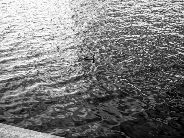istock ducks swim on the river 1195410456
