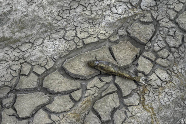 Dead fish in the dry bottom of a river due to the effects of drought due to climate change and global warming