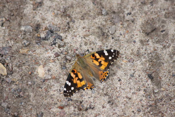 istock Butterfly burdock sitting on the ground close-up. 1195413021