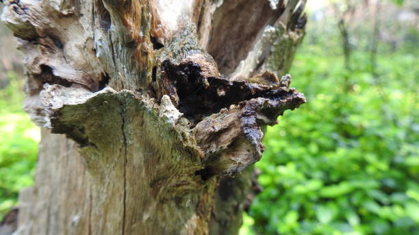 istock Tree logs with green background in Nature , Close up an old tree bark log, Green grass background in forest, with small leafs growing on tree log. 1195413843
