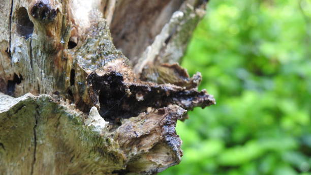 istock Tree logs with green background in Nature , Close up an old tree bark log, Green grass background in forest, with small leafs growing on tree log. 1195413885