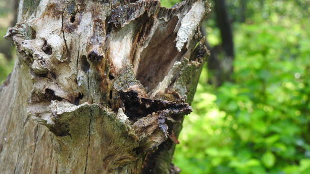 istock Tree logs with green background in Nature , Close up an old tree bark log, Green grass background in forest, with small leafs growing on tree log. 1195413889